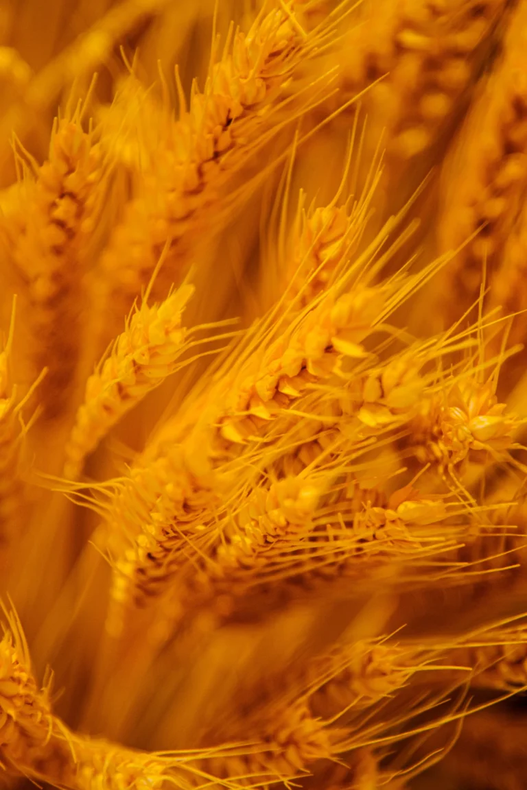Ripe milling wheat